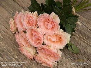 ROSE BR. SWEET PERFUMELLA 50